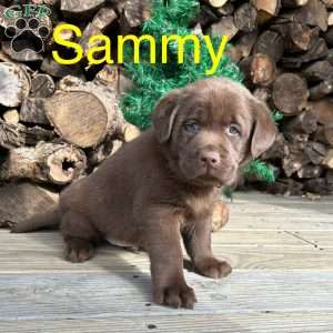 Sammy, Chocolate Labrador Retriever Puppy